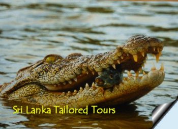 Yala Safari Snaps !