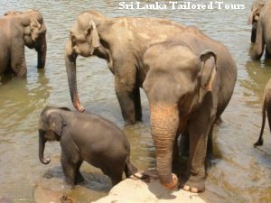 Image_Elephants Bathing