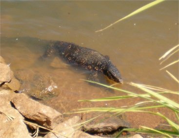 Image: Monitor Lizard