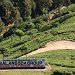 Tea Plantations