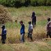 Workers in the fields