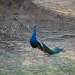 A Peacock