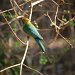 Little Green Bee-eater