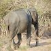 Elephant in Yala