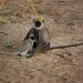Monkey and infant